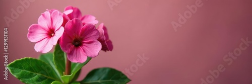 Large pink kalanchoe flower with green leaves, flowers, pink, plant