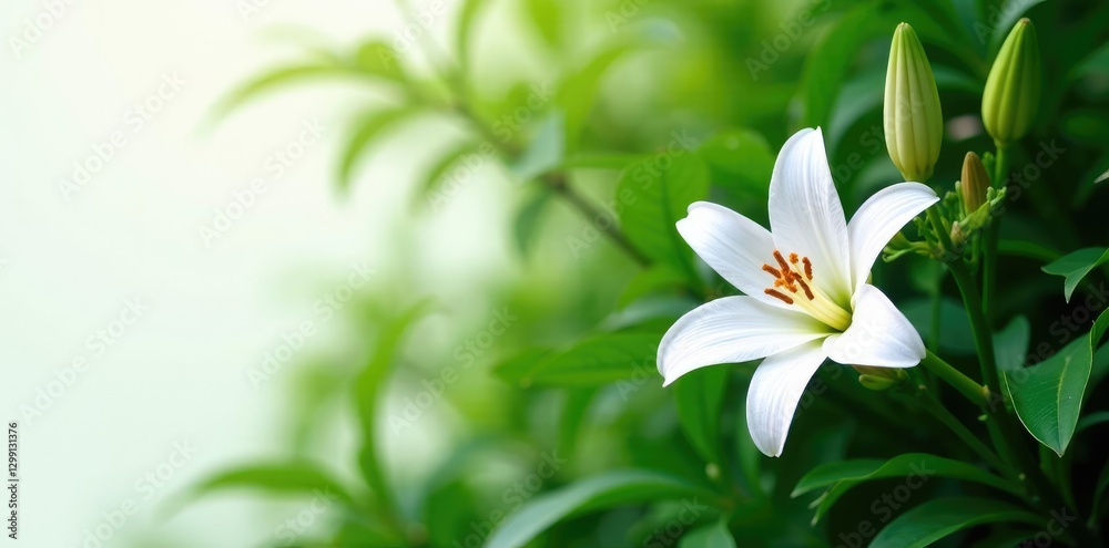 Obraz premium Pure white lily flowers isolated against dense green foliage, peaceful, nature, blossoms