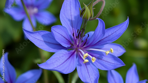 Blue Columbine (Aquilegia coerulea). Flower Closeup