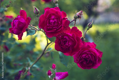 garden roses in nature background