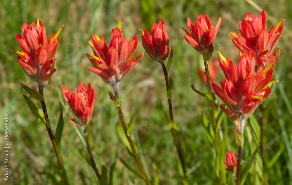 Obraz premium A colorful group of Wyoming paintbrush wild flowers