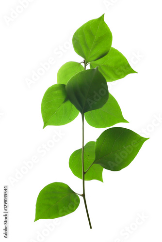 Transparent Bougainvillea Leaves