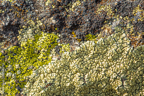 Bedrock encrusted with different types of lichens photo