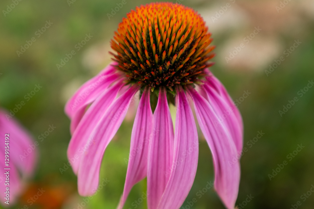 Purple Coneflower (Echinacea purpurea) in Bloom – Close-Up of Vibrant Pink Petals and Needle Orange Center in a Natural Garden Setting. High quality photography