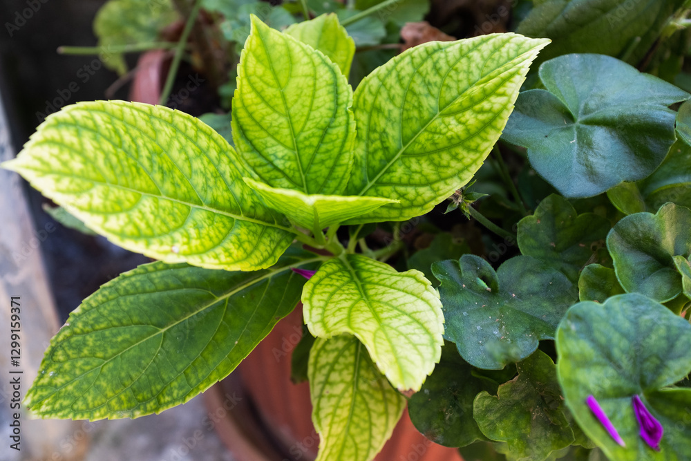 Variegated Hydrangea Leaves with Chlorosis – Green and Yellow Foliage in a Potted Garden Setting for publication, poster, calendar, post, screensaver, wallpaper, cover. High quality photography Variegated Hydrangea Leaves with Chlorosis – Green and Yellow Foliage in a Potted Garden Setting for publication, poster, calendar, post, screensaver, wallpaper, cover. High quality photography