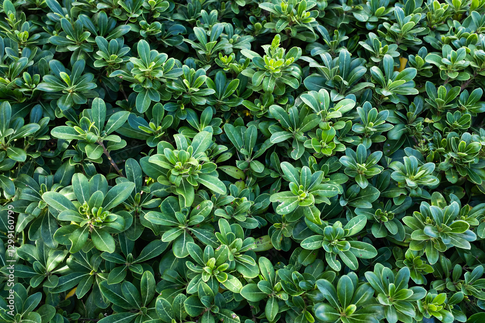 Japanese Mock Orange (Pittosporum tobira) Lush Green Foliage – Dense Evergreen Shrub for Landscaping, Hedges, and Ground Cover with Glossy Green Leaves. High quality photography Japanese Mock Orange (Pittosporum tobira) Lush Green Foliage – Dense Evergreen Shrub for Landscaping, Hedges, and Ground Cover with Glossy Green Leaves. High quality photography