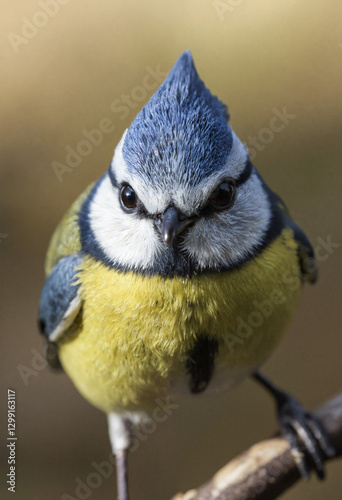 Blaumeise