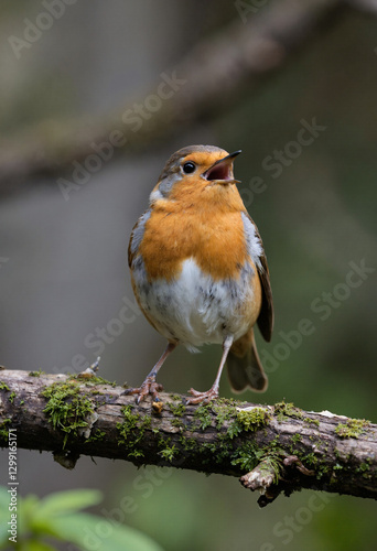 Rotkehlchen
