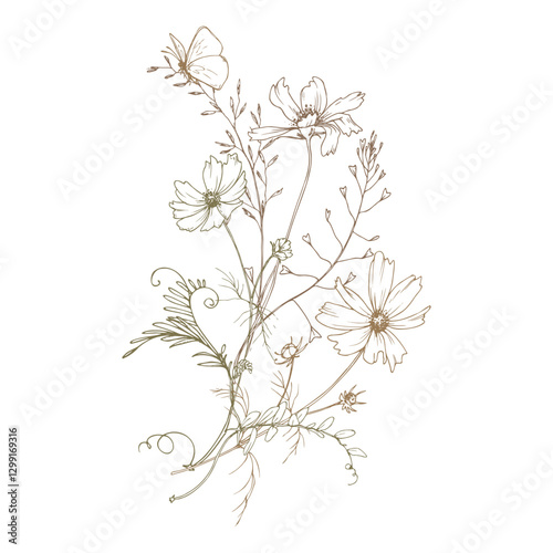 Field, meadow, wild flowers and herbs cosmos and other, butterfly. Line art is a simple hand-drawn illustration in beige, ochre, brown ink. Bouquet composition vector EPS