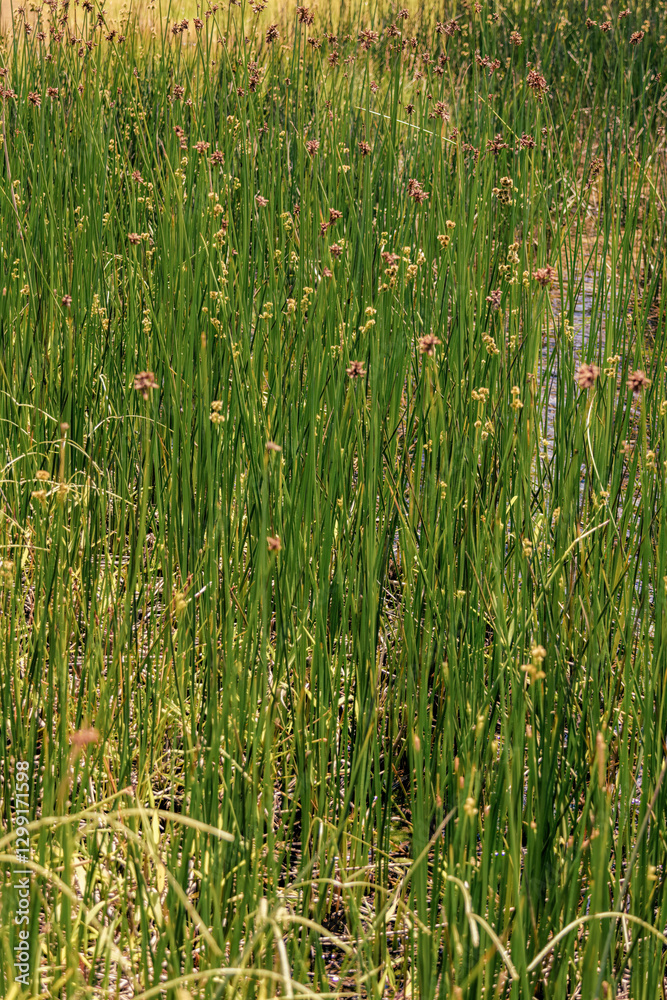 Obraz premium Top close-up view of some bur-reed growing at the edge of a lake, in a farm near the colonial town of Villa de Leyva, in central Colombia.