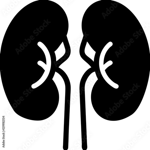 Human Kidney Anatomy Vector Illustration for Medical Education and Healthcare Design