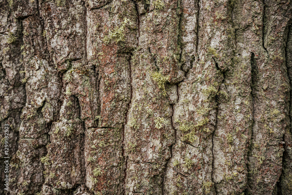 Close-up of tree bark with rough, textured patterns in shades of brown and gray. The detailed surface highlights the natural aging and ruggedness of the tree trunk. Close-up of tree bark with rough, textured patterns in shades of brown and gray. The detailed surface highlights the natural aging and ruggedness of the tree trunk.