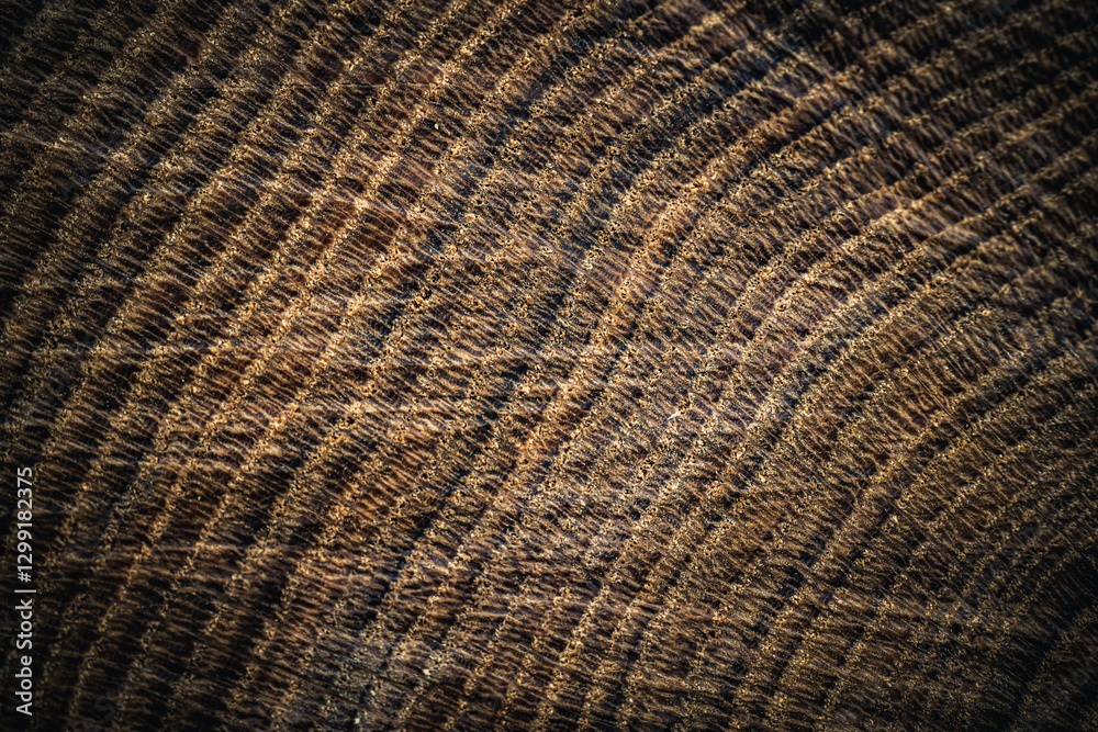Fototapeta premium Close-up of a tree stump showing detailed growth rings and textured wood grain. The circular pattern reveals the tree's age and natural history, illuminated by warm lighting.