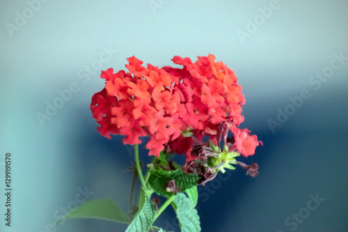 Vibrant red flower against a soft blue background in a garden. photo