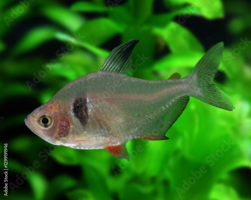 Принти на полотні beautiful tetra aquarium fish
