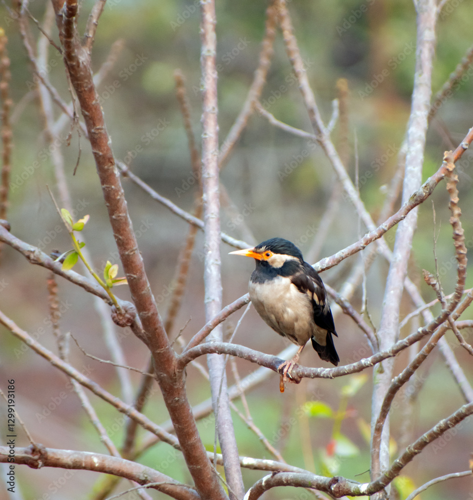 Naklejka premium A bird resting on a tree branch in a quiet wilderness with lush green foliage.