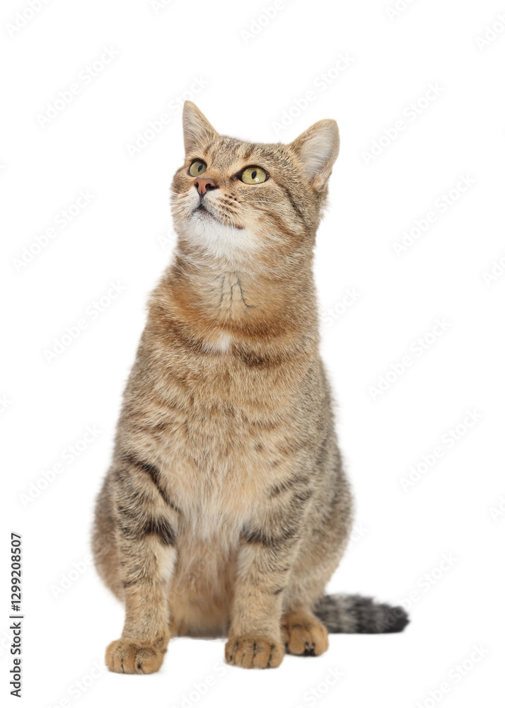 Fototapeta premium Isolated tabby cat sitting on a transparent background, looking up. Perfect for pet-related designs, advertising, and digital compositions.