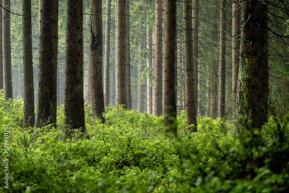 Fototapeta premium Raindrops cascade through pine branches onto lush green blueberry bushes below, creating a serene and refreshing atmosphere in this peaceful coniferous forest scene.