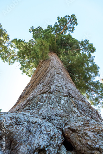 Majestic Giant Sequoia Tree in Sequoia National Park