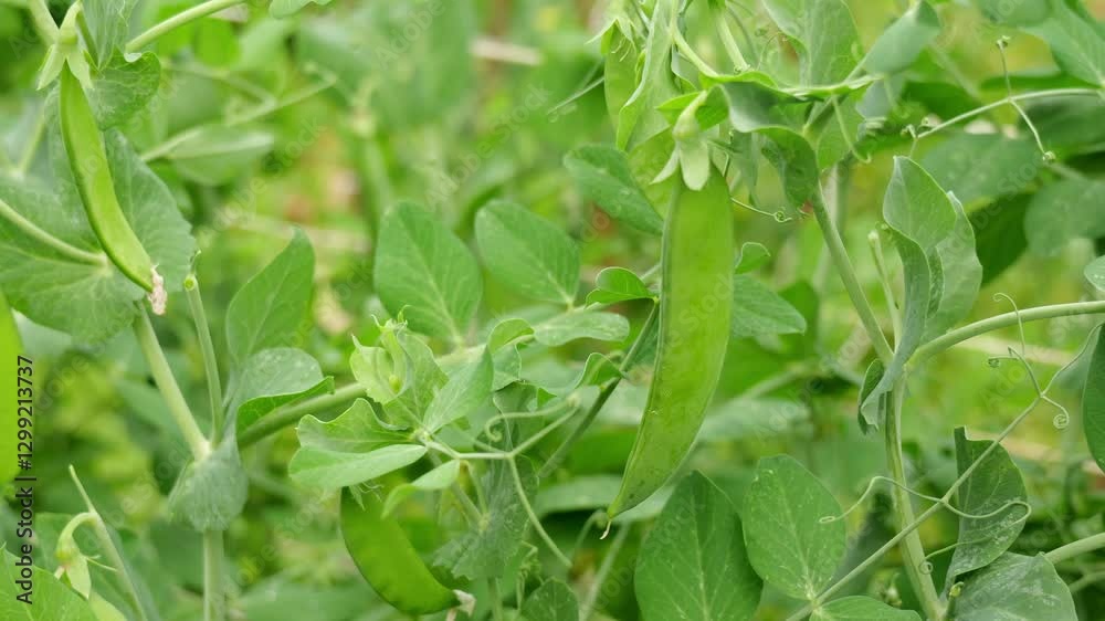 Pea plants growing in a vegetable garden, with fresh green leaves and tendrils reaching out. The plants are full of developing pods, showcasing a healthy and abundant crop Pea plants growing in a vegetable garden, with fresh green leaves and tendrils reaching out. The plants are full of developing pods, showcasing a healthy and abundant crop