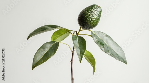 A side view of an avocado plant with glossy green leaves and a single small avocado growing on its thin stem