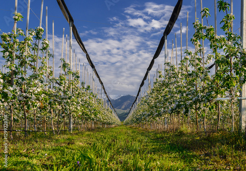 apple orchard