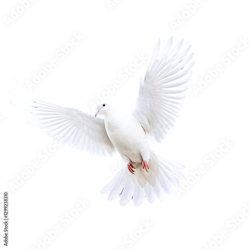 flying white dove pigeon isolated on transparent background