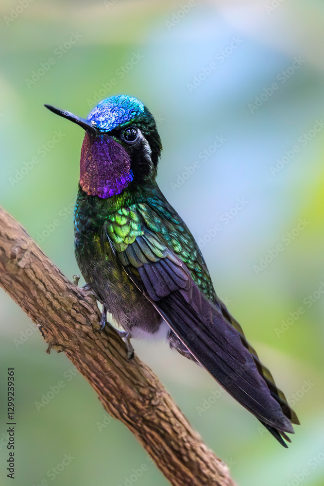 Purple-throated mountaingem (Lampornis calolaemus), male. Monteverde, Costa Rica. Selective focus on bird's eye