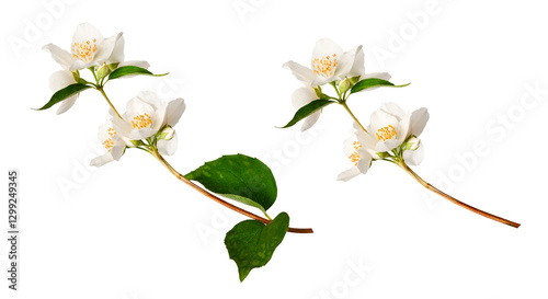 Branches of blooming jasmine  (Philadelphus coronarius) isolated on white background. Perfect for creating designs, cards, patterns, floral arrangements, frames, wedding cards and invitations..