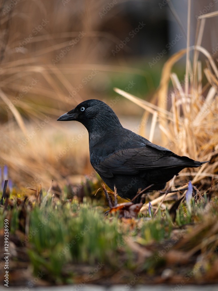 Obraz premium Dohle on the ground