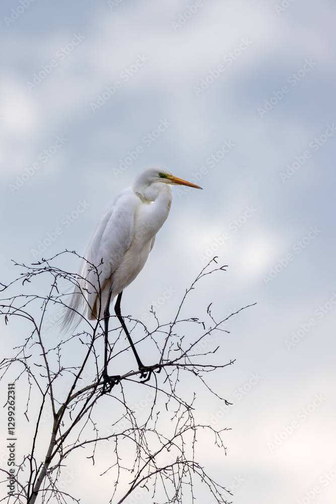Ein Silberreiher (Ardea alba) sitzt auf der Spitze einer Birke Ein Silberreiher (Ardea alba) sitzt auf der Spitze einer Birke