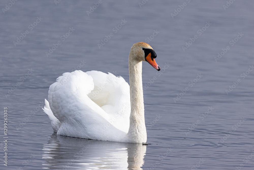 Höckerschwan (Cygnus olor) auf dem Wasser
Höckerschwan (Cygnus olor) auf dem Wasser