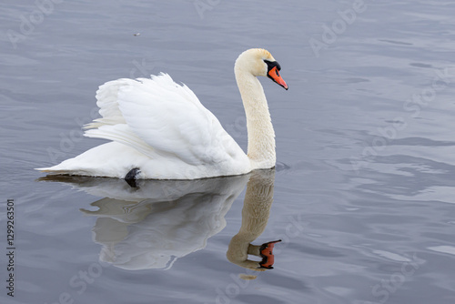 Höckerschwan (Cygnus olor) auf dem Wasser