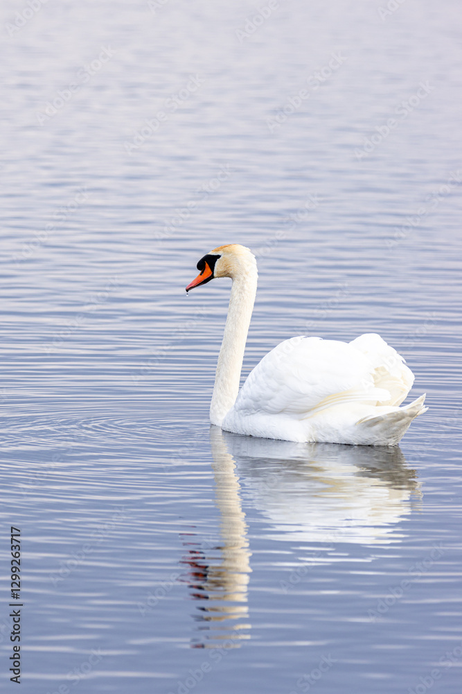 Höckerschwan (Cygnus olor) auf dem Wasser Höckerschwan (Cygnus olor) auf dem Wasser