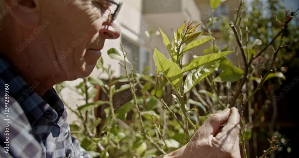 A senior man tending to his garden, pruning a small tree with gardening shears. He is wearing a checkered shirt and glasses. A senior man tending to his garden, pruning a small tree with gardening shears. He is wearing a checkered shirt and glasses.