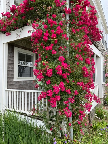 Beautiful roses cling to a column on a porch of a shingles summer home and bloom on a sunny day in Nantucket 