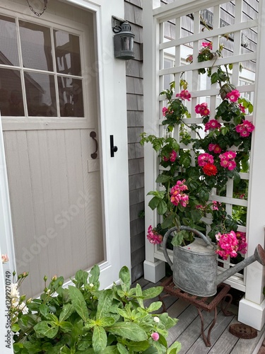 Red and pink roses bloom, and climb on an arbor near the front door of a summer vacation home on Nantucket Island