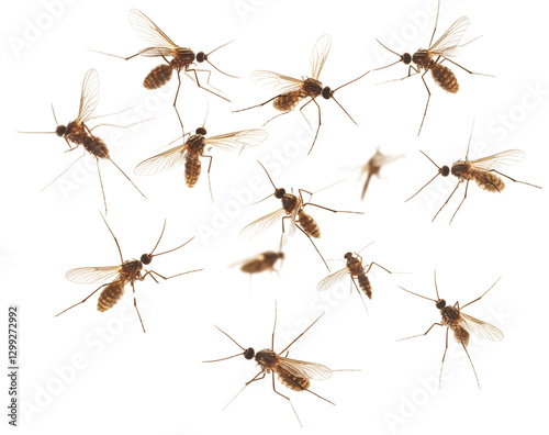 Realistic Mosquito Swarm Isolated on Transparent Background

