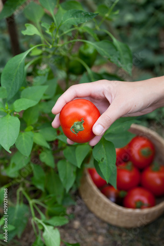 Tomato harvest - ripe red tomatoes picking by hand in a small greenhouse -  vegetable garden.