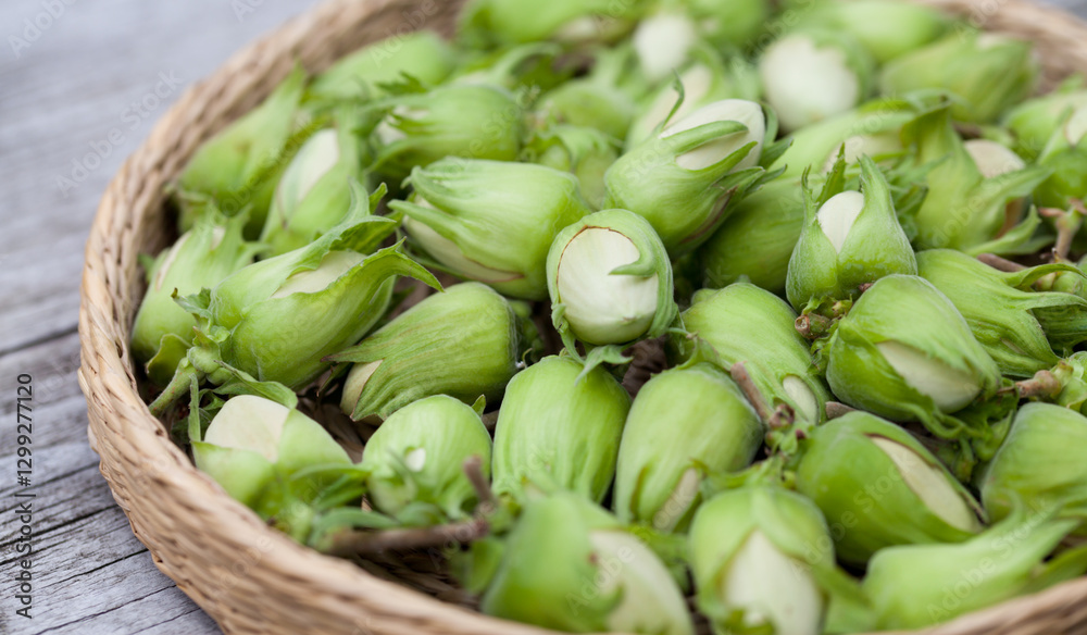 Hazelnut harvest - fresh, green hazelnuts on a gray wooden board background. Hazelnut harvest - fresh, green hazelnuts on a gray wooden board background.
