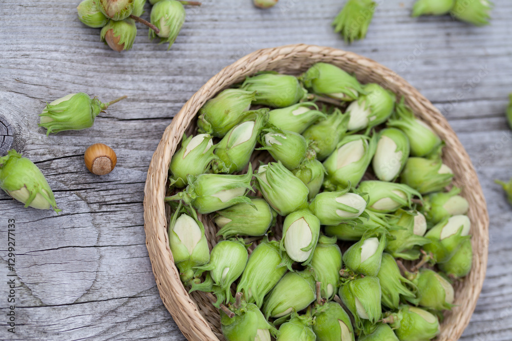Hazelnut harvest - fresh, green hazelnuts on a gray wooden board background. Hazelnut harvest - fresh, green hazelnuts on a gray wooden board background.
