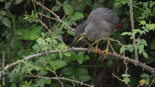 Wallpaper Mural Green-backed heron cleans beak and adjusts footing on precarious thorn branch perch Torontodigital.ca