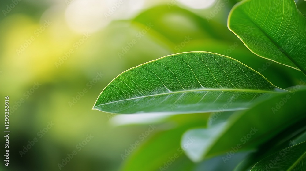 Close-up of vibrant green leaves with sunlight. Close-up of vibrant green leaves with sunlight.