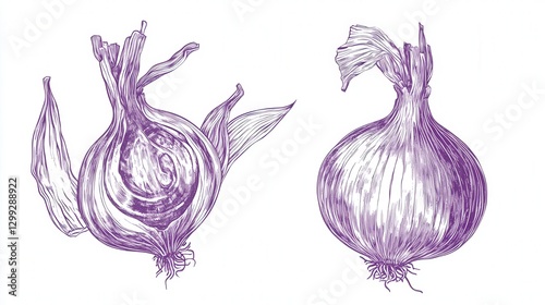 Intricate Hand Drawn Onion Illustration for Culinary Enthusiasts