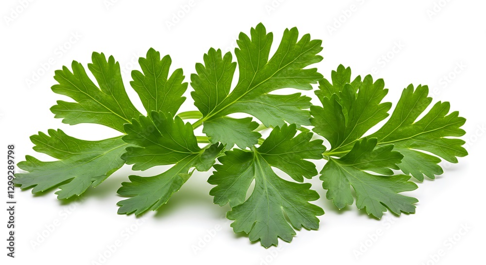 Parsley Leaves Fresh Herbs Closeup Studio Shot High Resolution Parsley Leaves Fresh Herbs Closeup Studio Shot High Resolution