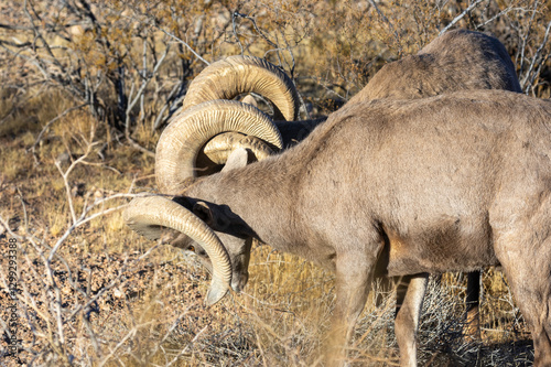 Desert Bighorn Sheep Rams in the Nevada Desert in Winter