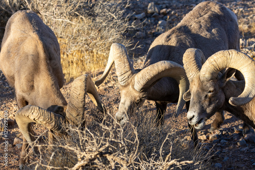 Desert Bighorn Sheep Rams in the Nevada Desert in Winter