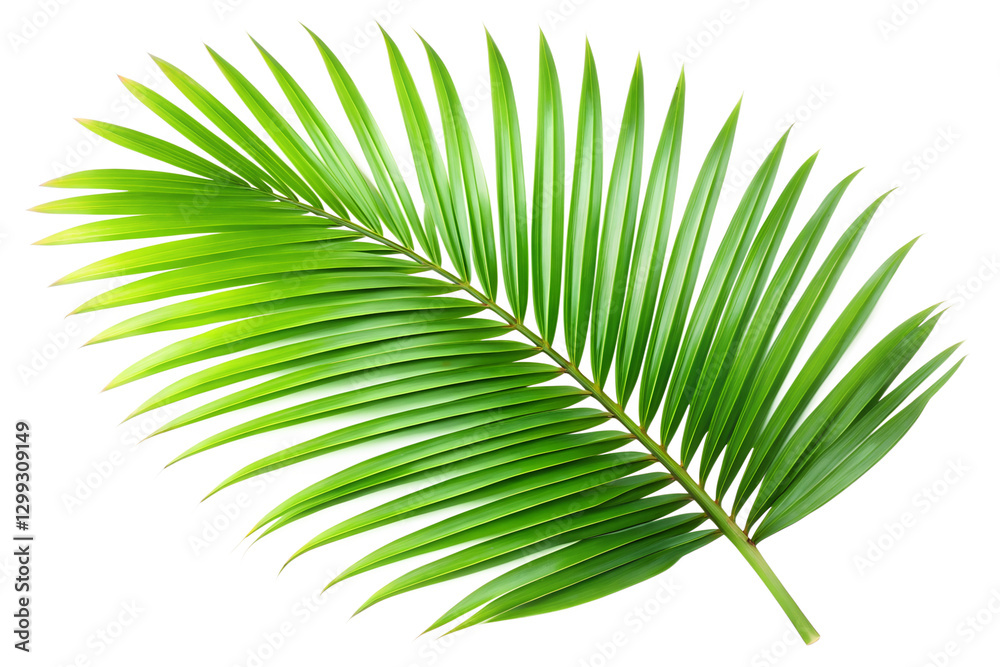 Obraz premium palm leaf isolated on white background