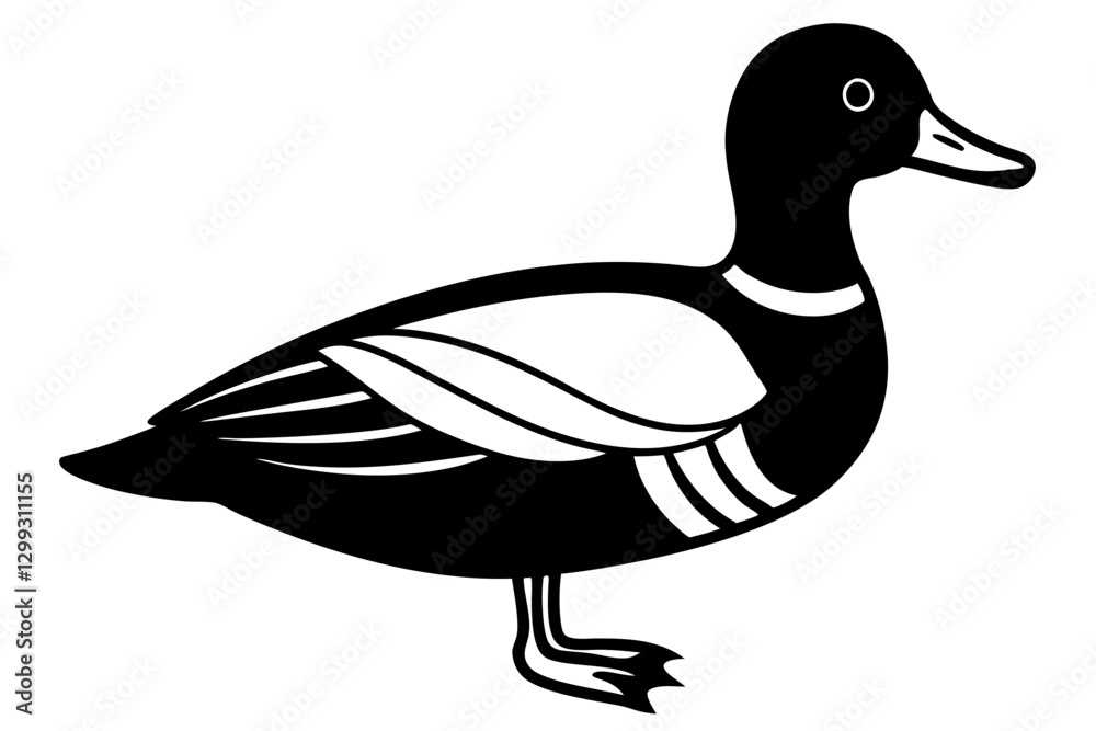 Fototapeta premium American Wigeon Bird Digital Vector Artwork