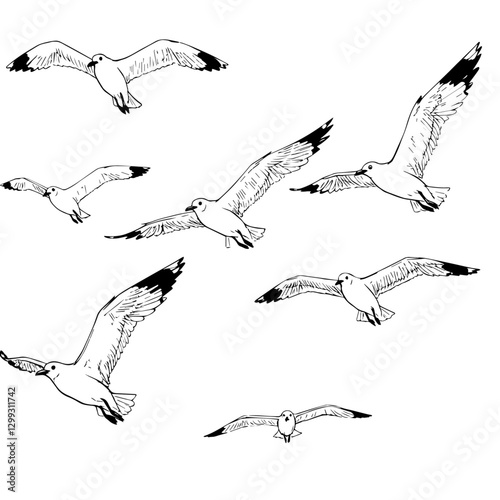 seagull in flight, vector illustration of a seagull, flying seagulls, flock of seagulls, flock of birds, seagulls flying in the sky, set of seagulls